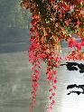 Automne_32_Vigne_Henri Lacombe